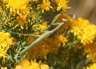 Stagmomantis limbata; Bordered Mantis; male