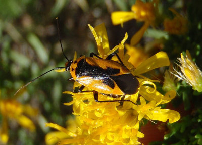 Neocapsus fasciativentris; Plant Bug species