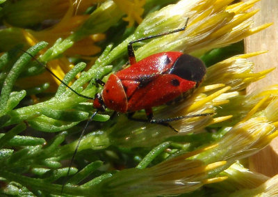 Neocapsus fasciativentris; Plant Bug species