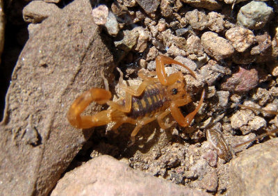 Centruroides sculpturatus; Arizona Bark Scorpion; striped morph