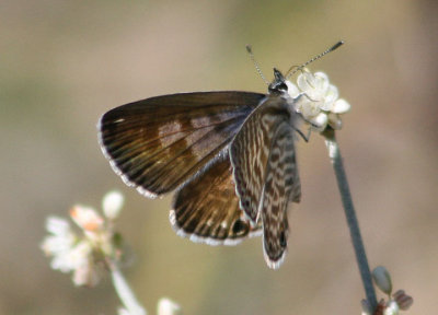 Leptotes marina; Marine Blue; female