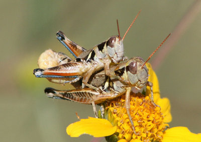 Melanoplus lakinus; Lakin Grasshoppers; mating pair
