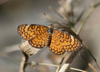 Microtia dymas; Tiny Checkerspot