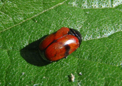 Urodera dilaticollis; Case-bearing Leaf Beetle species