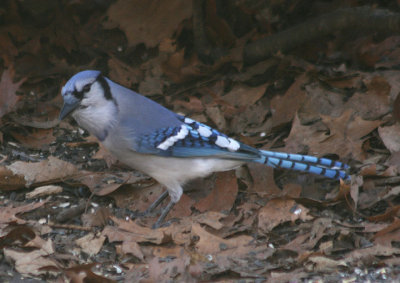 Blue Jay