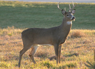 White-tailed Deer; buck