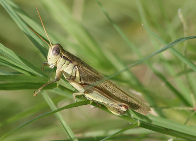 Melanoplus yarrowii; Yarrow's Grasshopper; male