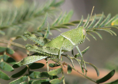 Schistocerca nitens; Gray Bird Grasshopper nymph 