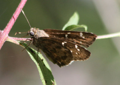 Cogia hippalus; Acacia Skipper