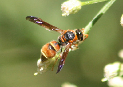 Ancistrocerus lineativentris/tuberculocephalus complex; Mason Wasp species