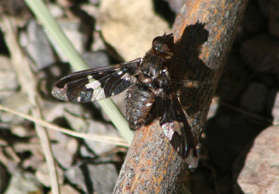 Exoprosopa dorcadion; Bee Fly species