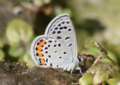 Plebejus acmon; Acmon Blue; male