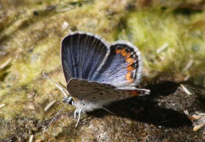 Plebejus acmon; Acmon Blue; male