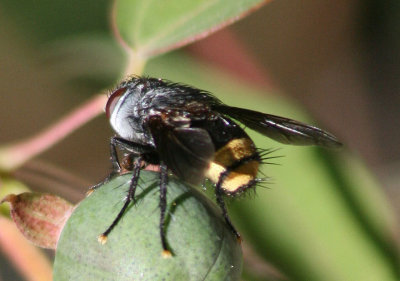 Belvosia Tachinid Fly species