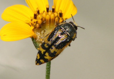 Acmaeodera amplicollis; Metallic Wood-boring Beetle species
