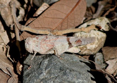 Lactista azteca; Aztec Grasshopper; female