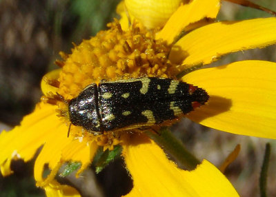 Acmaeodera amabilis; Metallic Wood-boring Beetle species