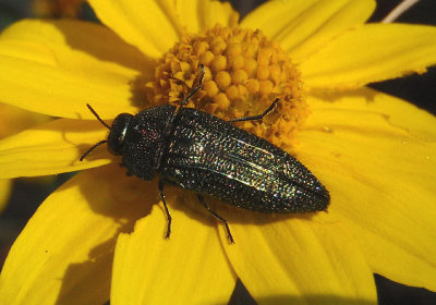 Acmaeodera resplendens; Metallic Wood-boring Beetle species 