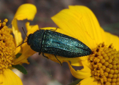 Acmaeodera resplendens; Metallic Wood-boring Beetle species