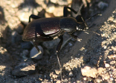 Eleodes obscurus; Desert Stink Beetle species