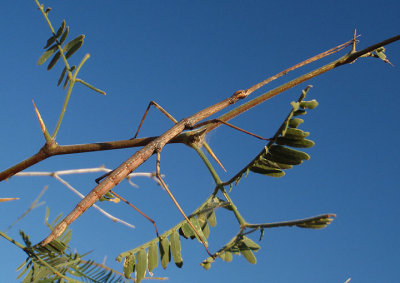 Diapheromera arizonensis; Arizona Walkingstick; female