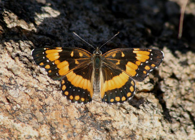 Chlosyne californica; California Patch 