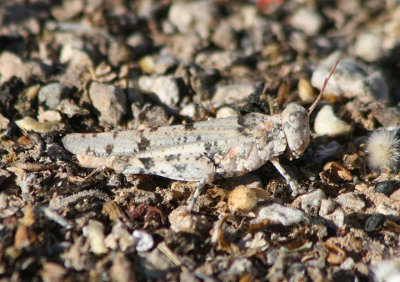 Cibolacris parviceps; Cream Grasshopper; female