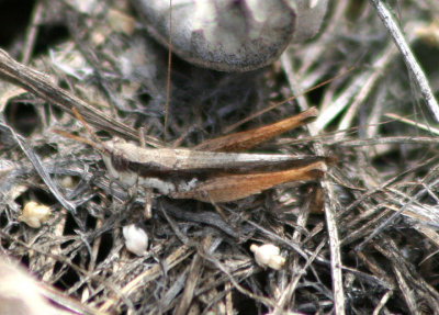 Horesidotes cinereus; Ash-gray Range Grasshopper; male