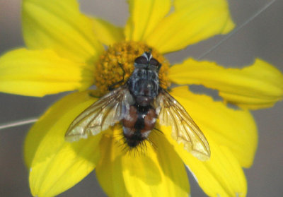 Dexiinae Tachinid Fly species