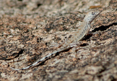 Zebra-tailed Lizard; juvenile