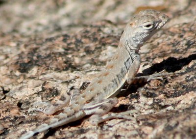 Zebra-tailed Lizard; juvenile