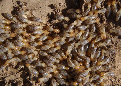 Gnathamitermes Long-jawed Desert Termite species 