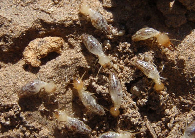 Gnathamitermes Long-jawed Desert Termite species 