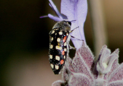 Acmaeodera gibbula; Metallic Wood-boring Beetle species