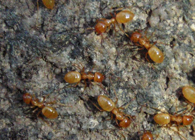 Lasius arizonicus; Ant species
