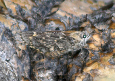 Agathymus baueri;  Bauer's Giant-Skipper 