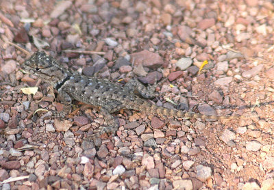 Desert Spiny Lizard; juvenile