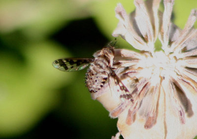 Lepidanthrax Bee Fly species