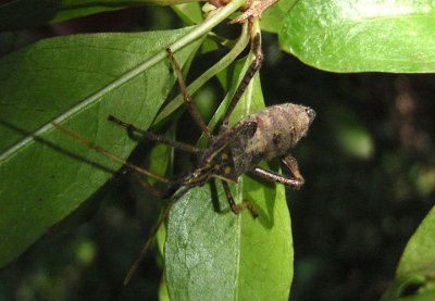 Leptoglossus zonatus; Leaf-footed Bug species; nymph