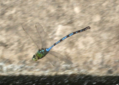 Anax walsinghami; Giant Darner; male