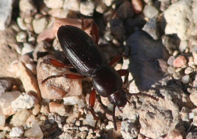 Argoporis Darkling Beetle species