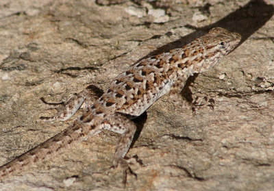Common Side-blotched Lizard; female