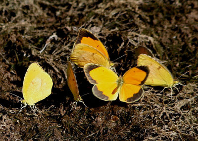 Abaeis nicippe; Sleepy Oranges