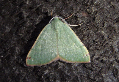 6700 - Chloraspilates bicoloraria; Bicolored Chloraspilates