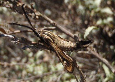 2626 - Hymenoclea palmii; Burrowbush Borer Moth; male
