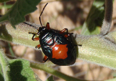 Largus Bodered Plant Bug species nymph