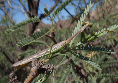 Stagmomantis californica; California Mantis; male 