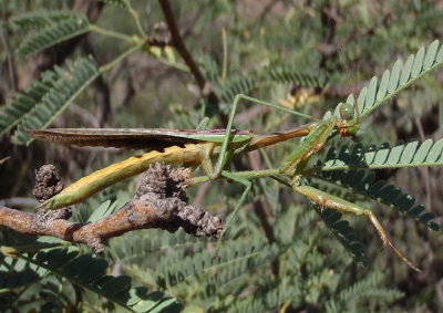 Stagmomantis californica; California Mantis; male