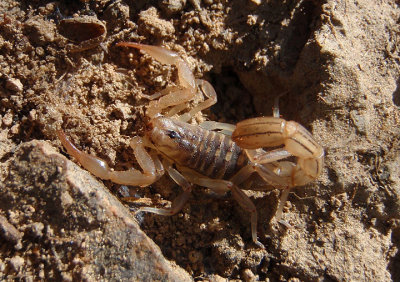 Vaejovis spinigerus; Arizona Stripedtail Scorpion