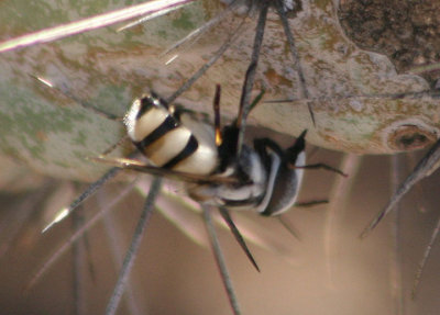 Copestylum Syrphid Fly species